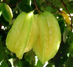Carambola